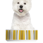Little Warrior Ceramic Pet Bowl